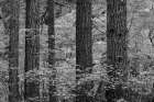 USA, Washington State, Olympic National Park. Forest trees and young vine maples. Art Print